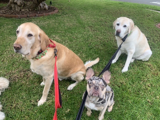 Two yellow Labrador Retrievers and a merle French Bulldog sitting on the grass