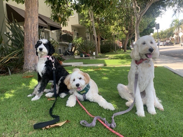 Three fluffy doodle dogs sitting together on a lawn