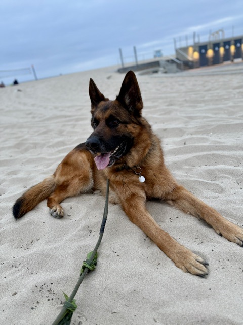 German Shepherd lying on the sand at the beach