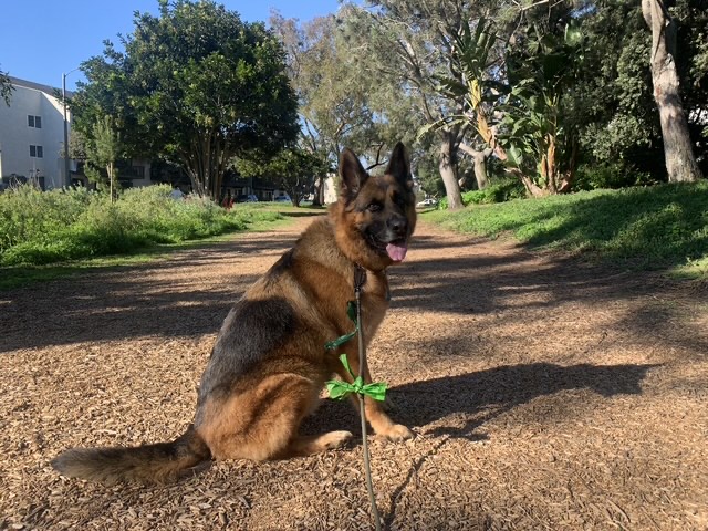 German Shepherd sitting on a woodchip park path