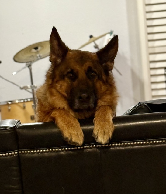 German Shepherd resting its chin and paws on a sofa