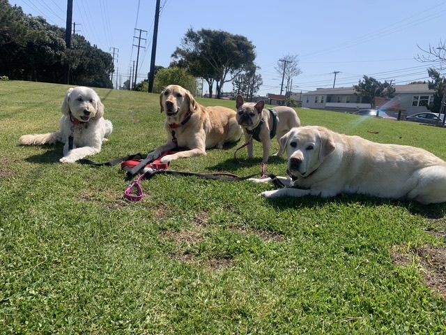 Four dogs on leashes together on a grassy field
