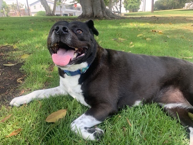 Black and white dog lying in the grass with a happy expression
